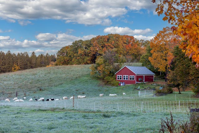  a red wooden barn on the middle of a green field near autumn trees